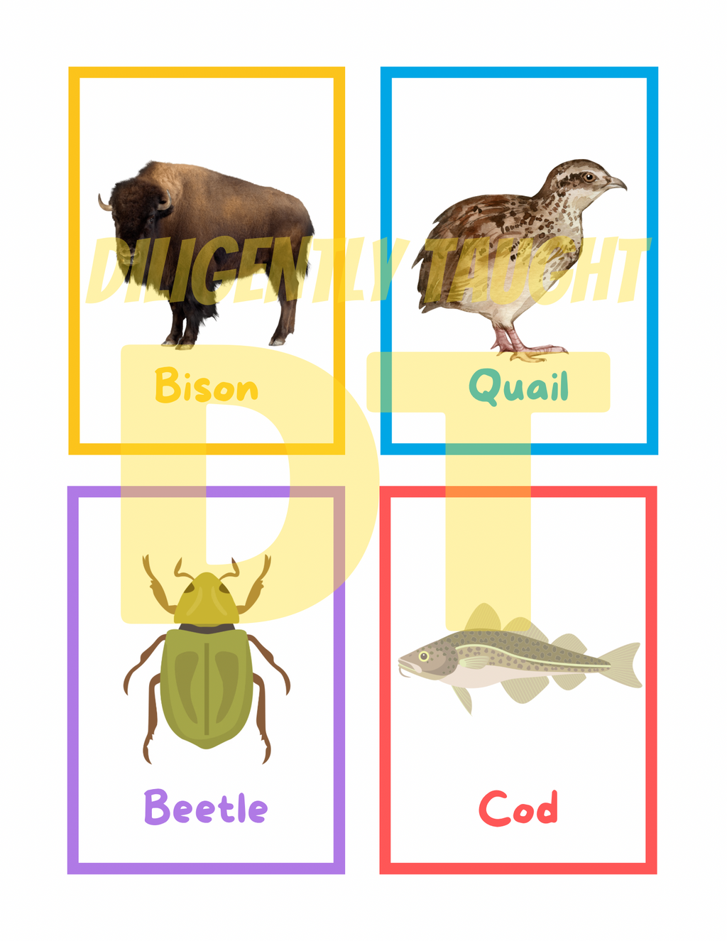 Clean & Unclean Animals Flashcards